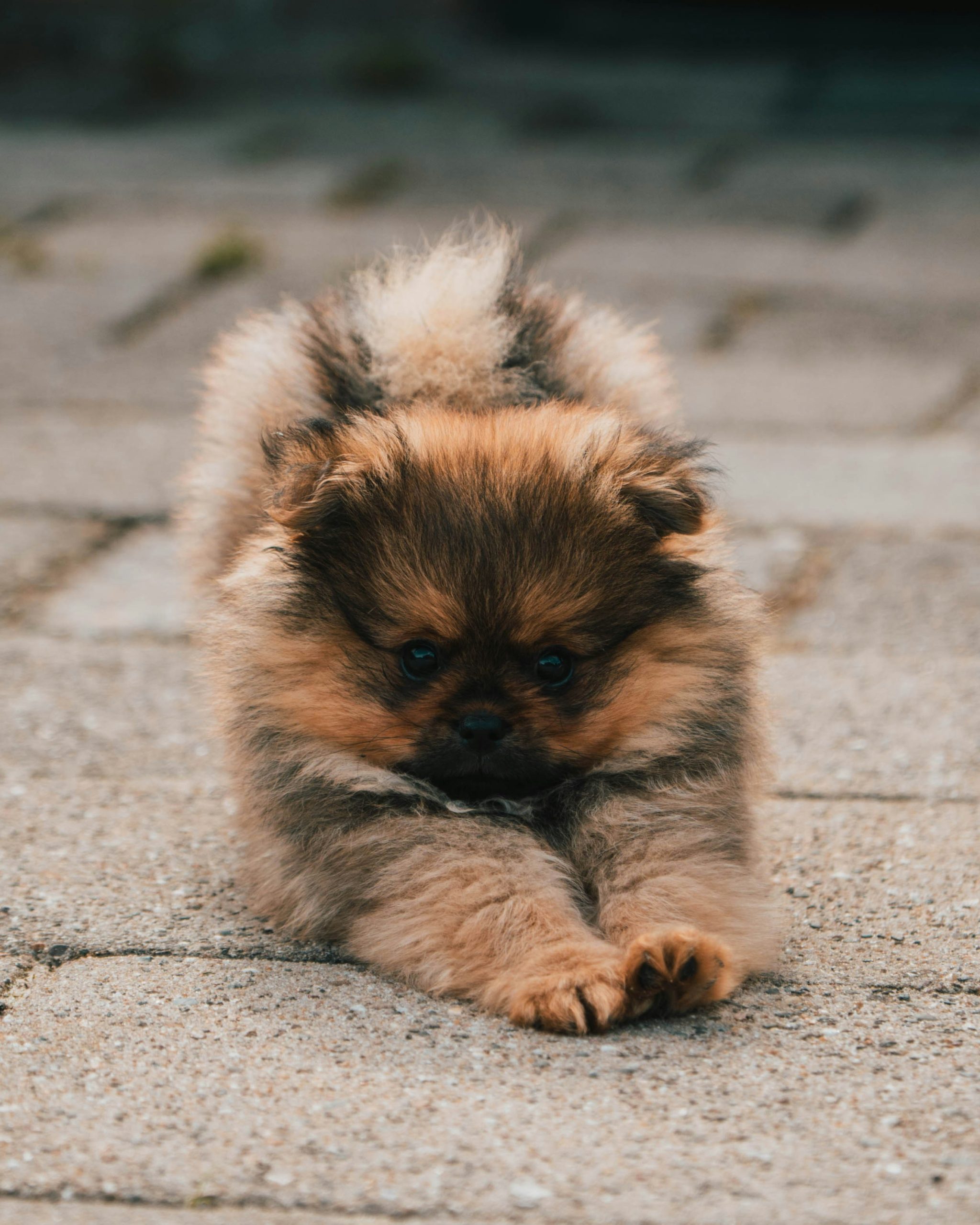 danique-veldhuis-U0ZUDqHD158-unsplash